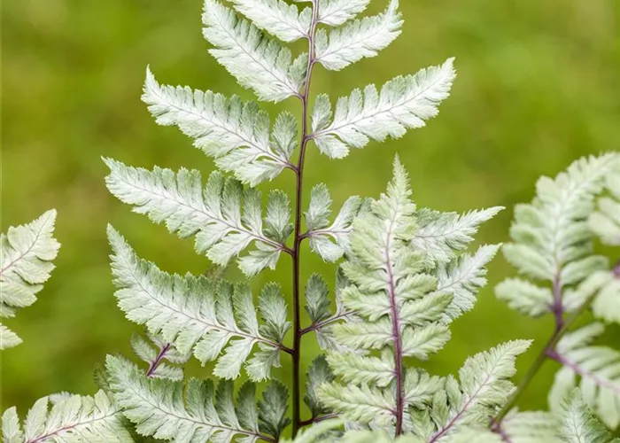 Keine Scheu vor Pflanzen im Badezimmer! Viele Gewächse fühlen sich hier superwohl.  Keine Scheu vor Pflanzen im Badezimmer! Viele Gewächse fühlen sich hier superwohl.