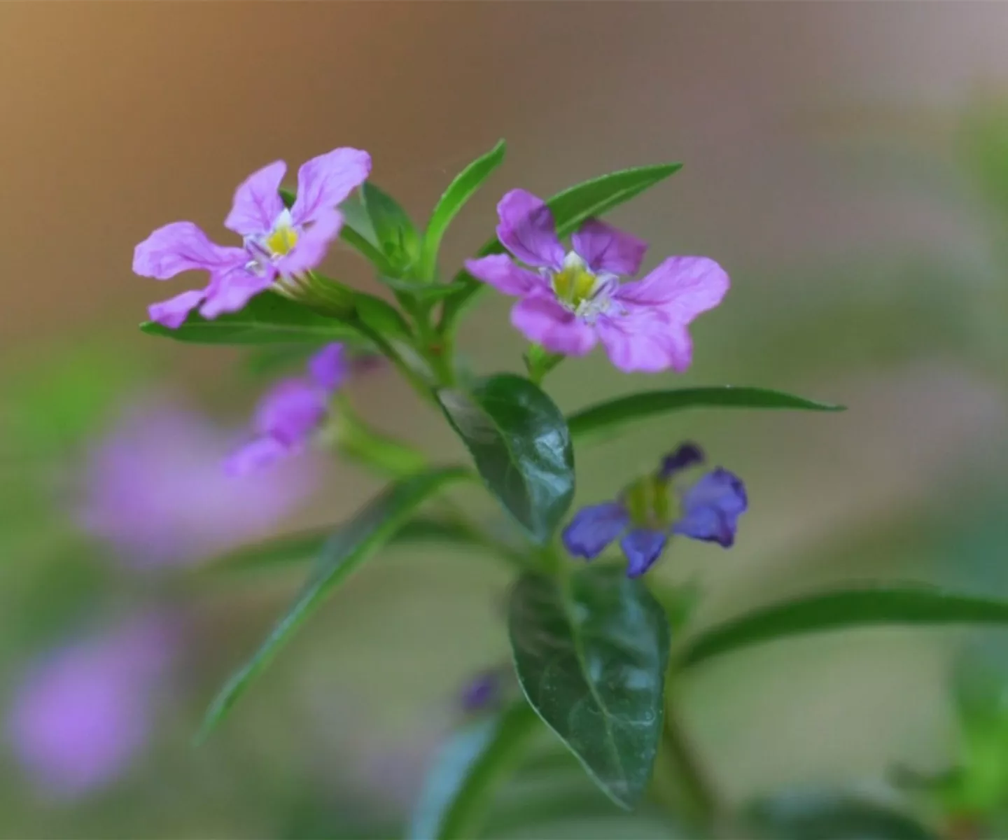 Köcherblume - Einpflanzen im Garten