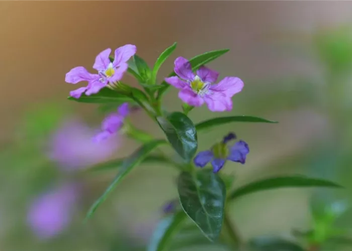 Köcherblume - Einpflanzen im Garten