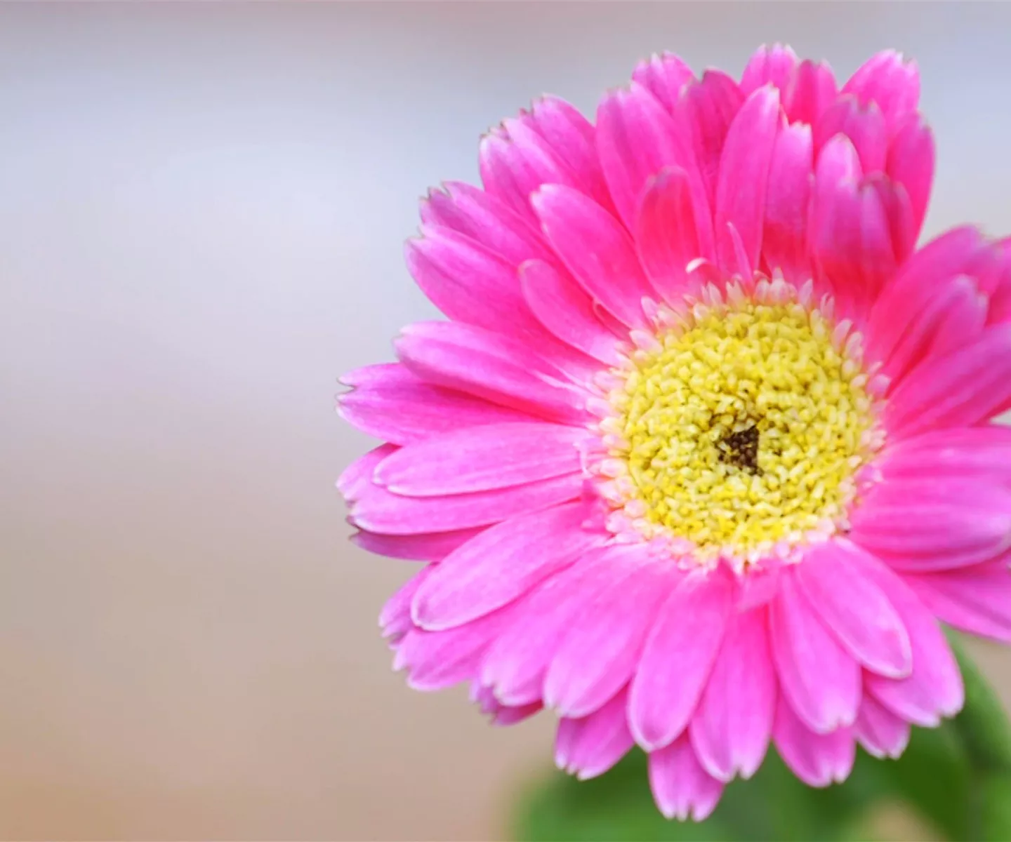 Gerbera - Einpflanzen im Garten