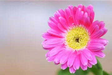 Gerbera - Einpflanzen im Garten