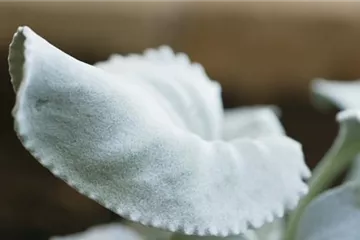 Silberblatt (Senecio) - Einpflanzen im Garten