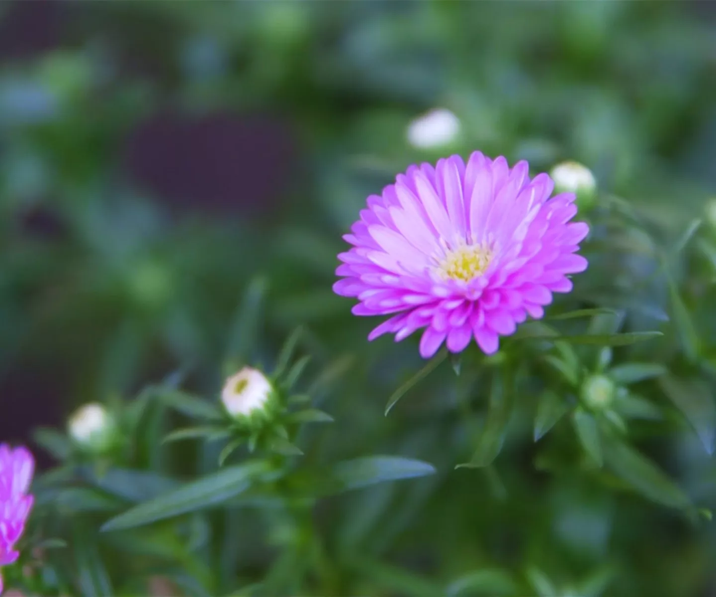 Glattblatt Aster - Einpflanzen im Garten