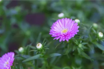 Glattblatt Aster - Einpflanzen im Garten