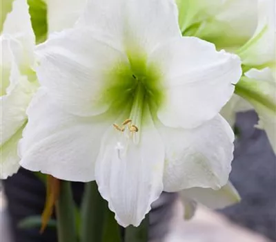 Hippeastrum 'Arctic White'
