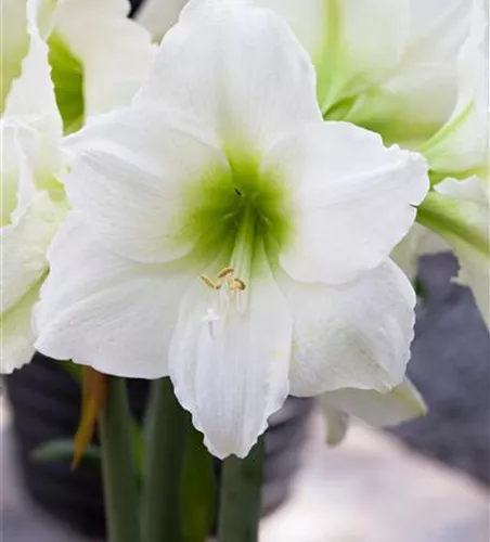 Hippeastrum 'Arctic White'