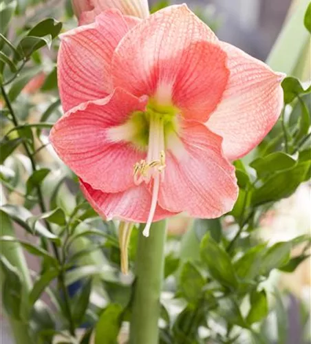 Hippeastrum 'Sweet Pink'