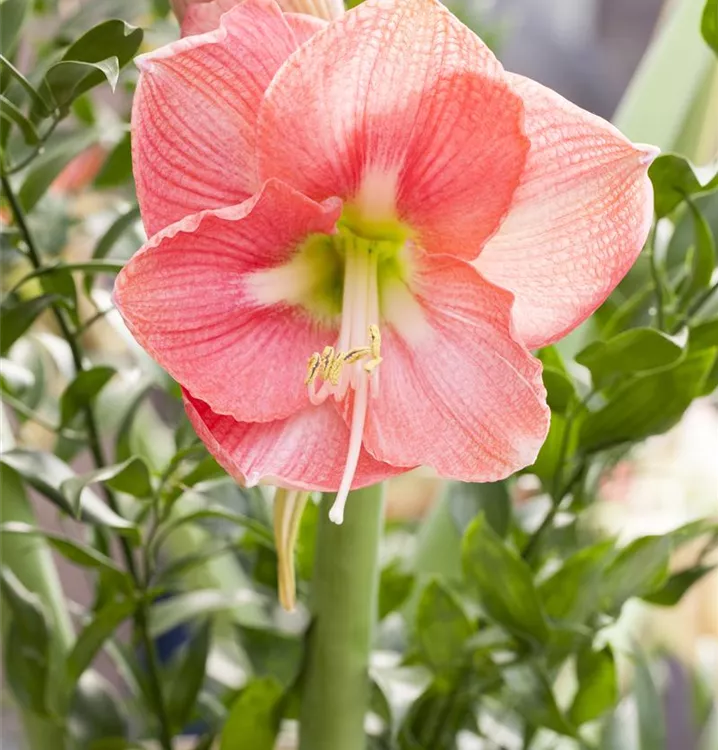 Ritterstern 'Sweet Pink'