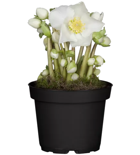 Helleborus niger 'Verboom Beauty'