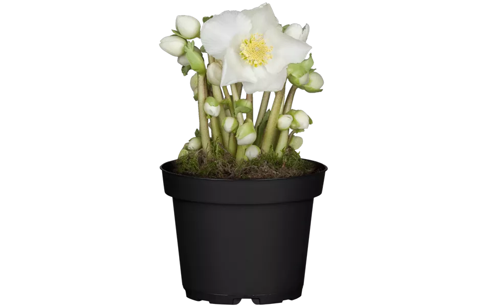 Helleborus niger 'Verboom Beauty'