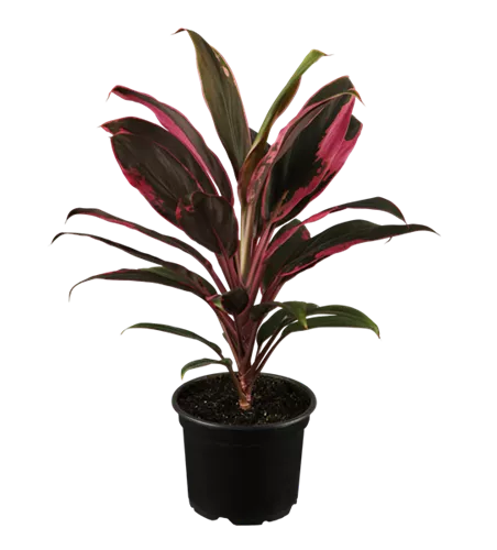Cordyline fruticosa 'Tango'