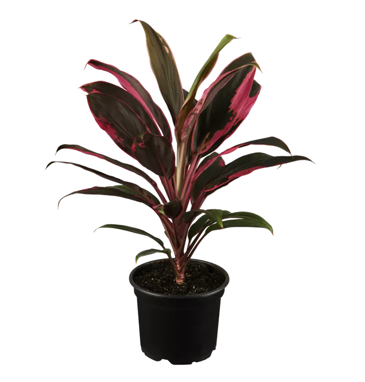 Keulenlilie 'Tango'