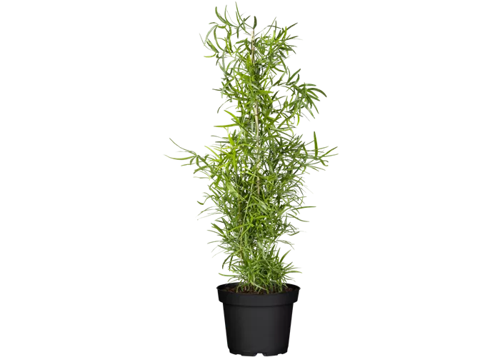 Asparagus falcatus