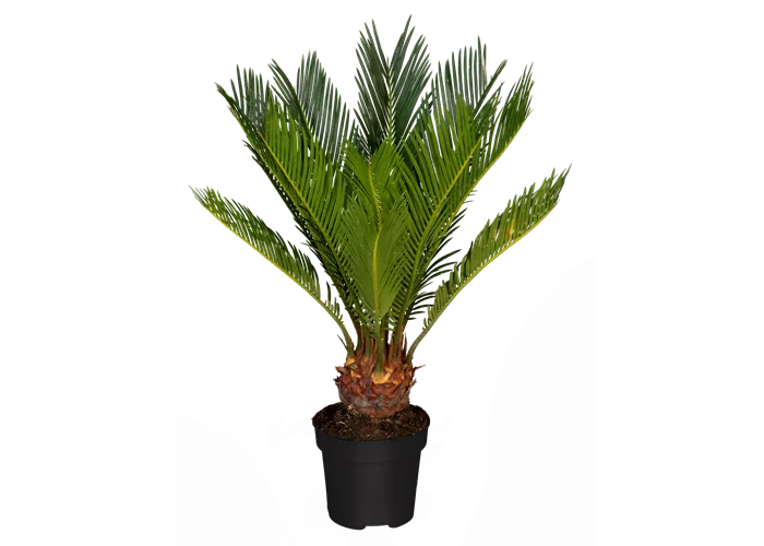 Cycas revoluta