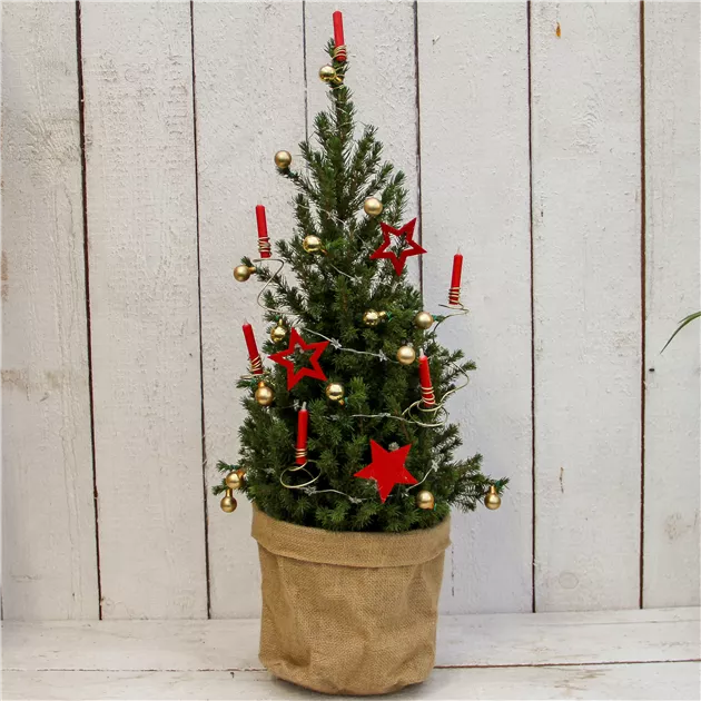 Zuckerhutfichte im Jute-bertopf mit Lichterkette, weihnachtlich dekoriert,  Online bestellen & liefern lassen - 1A Garten Ammer