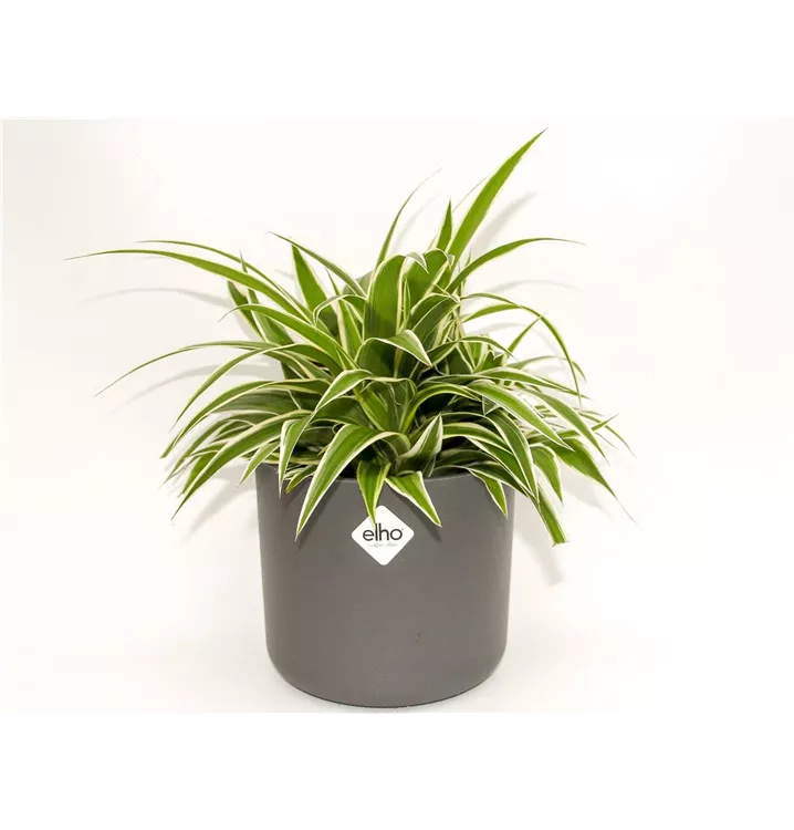 1A Garten Arrangement