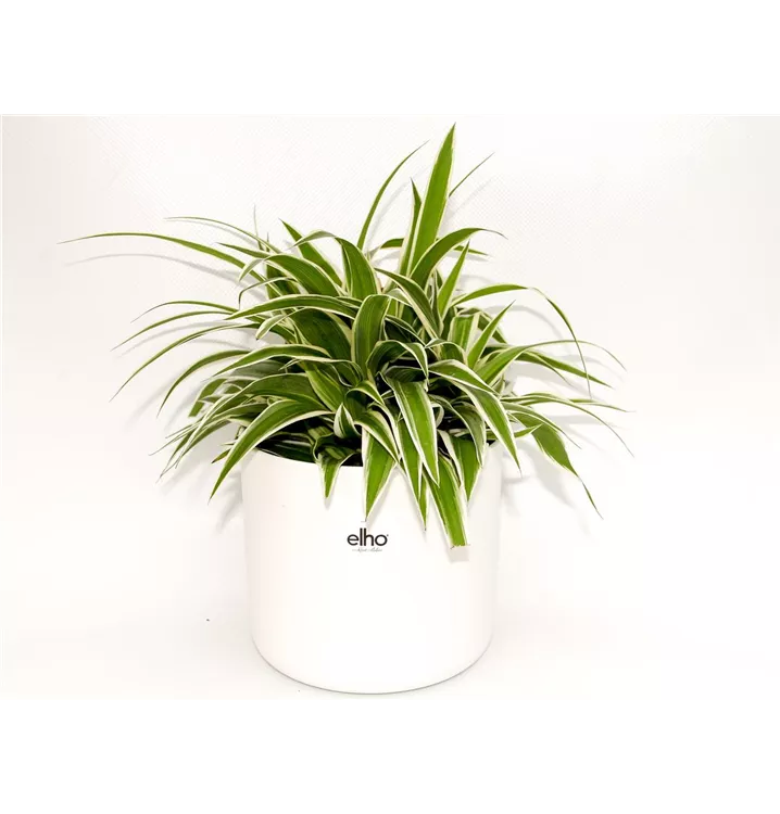 1A Garten Arrangement