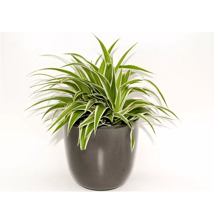 1A Garten Arrangement