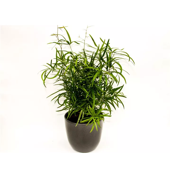 1A Garten Arrangement
