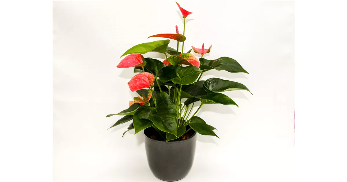Flamingoblume Rosa in Übertopf Tusca anthrazit, 1A Garten Arrangement, Zimmerpflanzen - Online bestellen & kaufen
