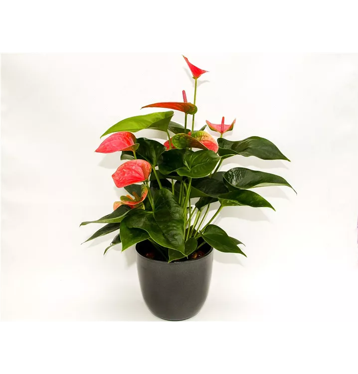 1A Garten Arrangement