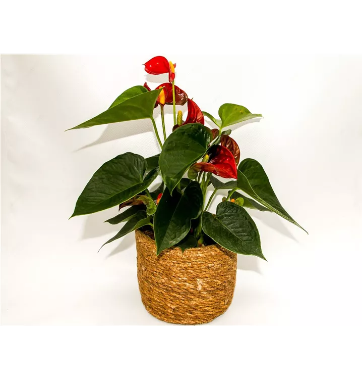 1A Garten Arrangement