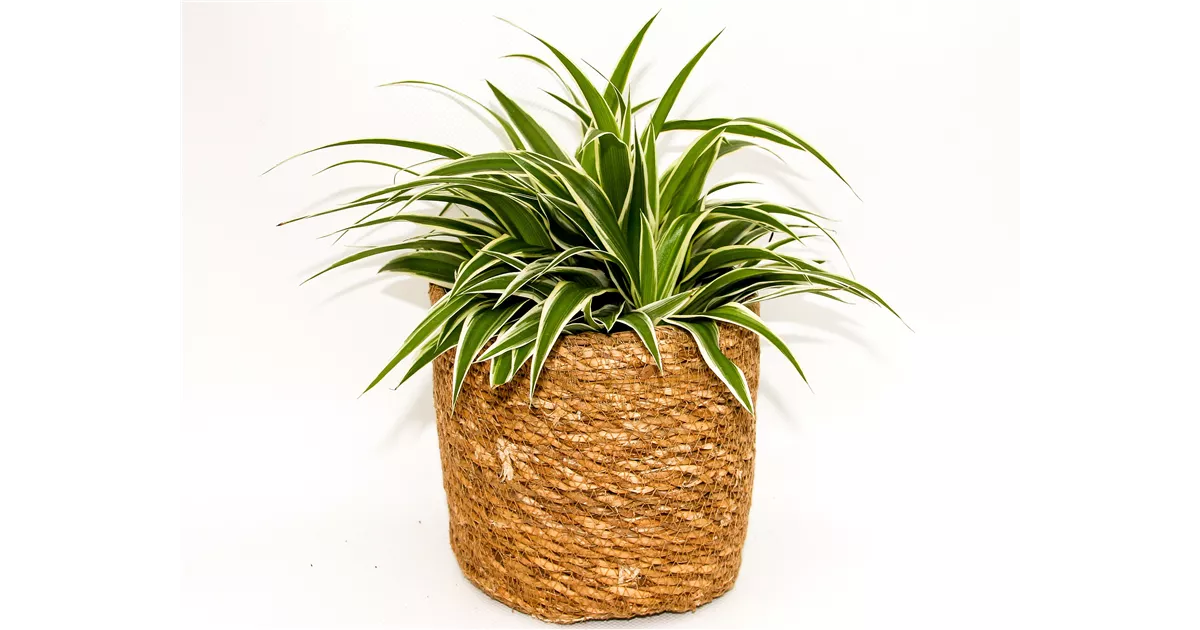 groer topf fr monstera Monstera deliciosa  ruuds