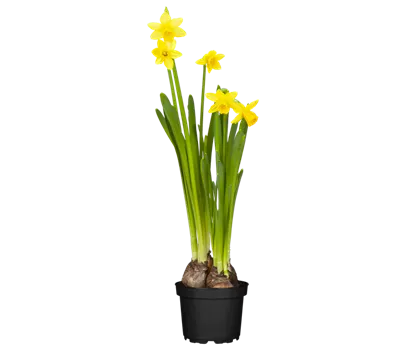 Narcissus cyclamineus 'Tête à Tête'