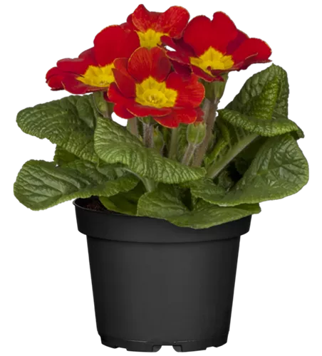 Primula vulgaris, rot