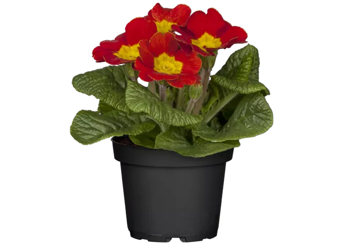 Primula vulgaris, rot