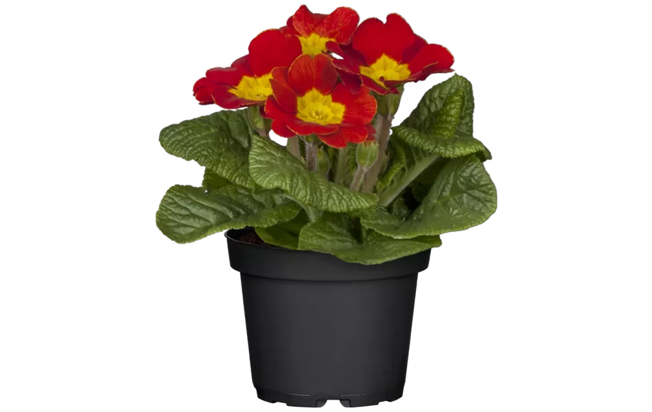 Primula vulgaris, rot