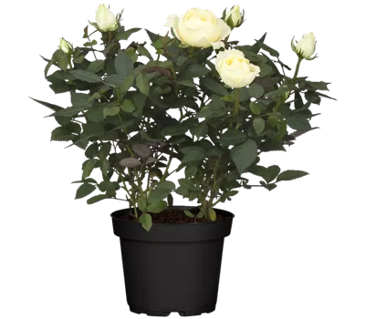 Rosa 'Lotz of White'