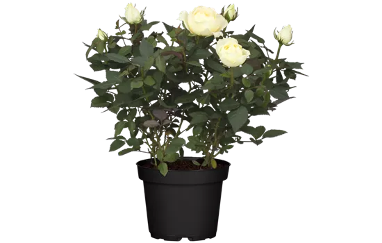 Rosa 'Lotz of White' Rosa 'Lotz of White'