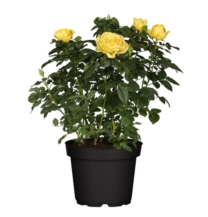 Topfrose 'Lotz of Yellow' (Gelb)