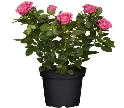 Rosa 'Lotz of Purple'