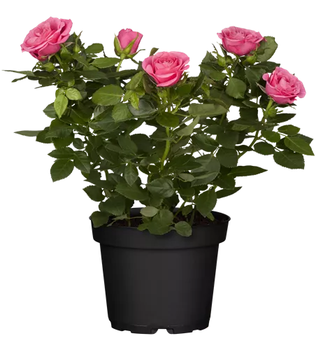 Rosa 'Lotz of Purple'