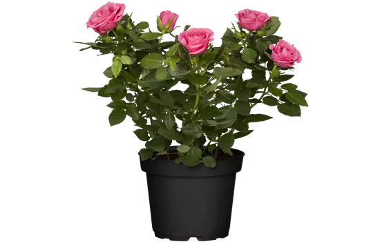 Rosa 'Lotz of Purple'