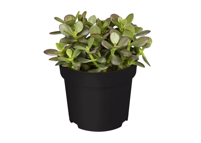 Crassula ovata var. minor