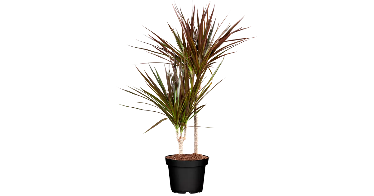 dracena marginata sunray Dracaena Sunray Cane main image 1