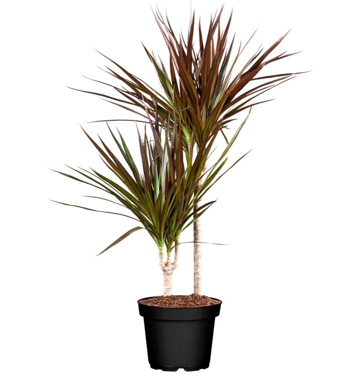 Drachenbaum 'Magenta'