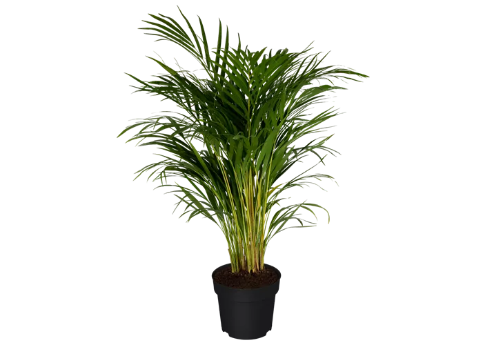 Chrysalidocarpus lutescens