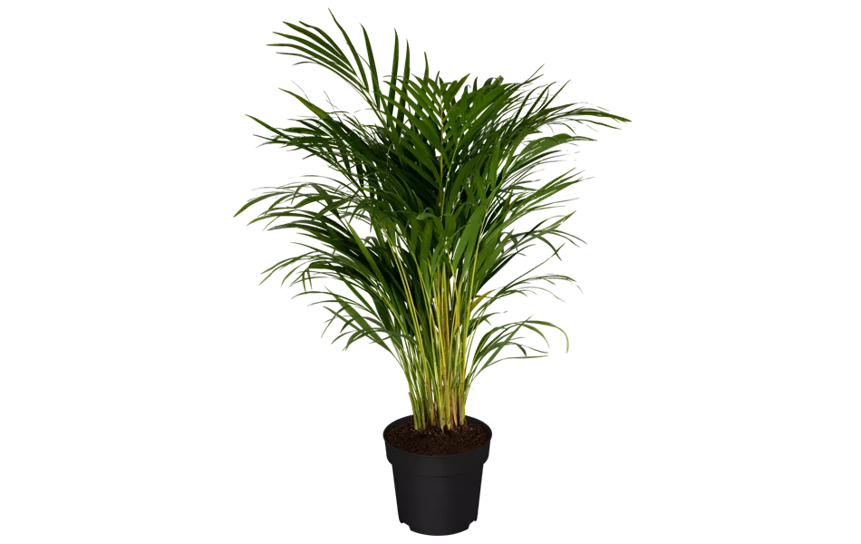 Chrysalidocarpus lutescens