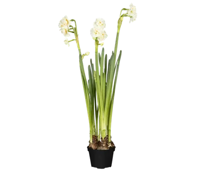 Narcissus 'Bridal Crown'