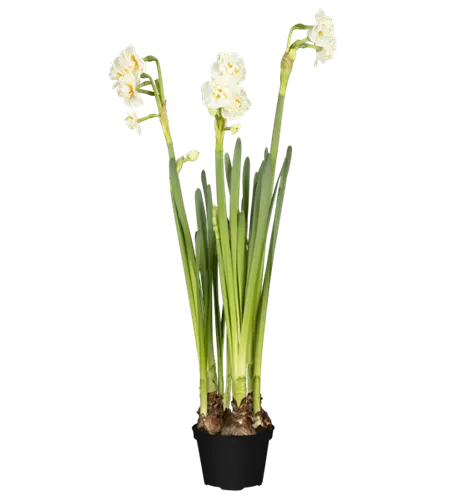 Narcissus 'Bridal Crown'