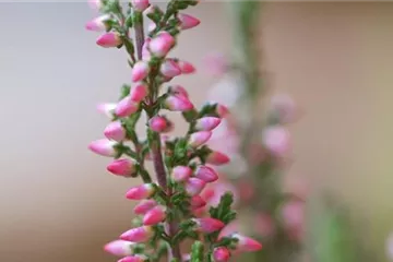 Winterharte Knospenheide - Einpflanzen im Garten