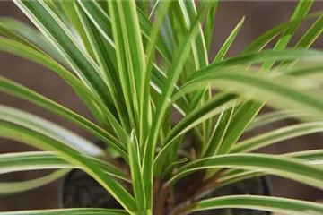 Japansegge - Einpflanzen im Garten