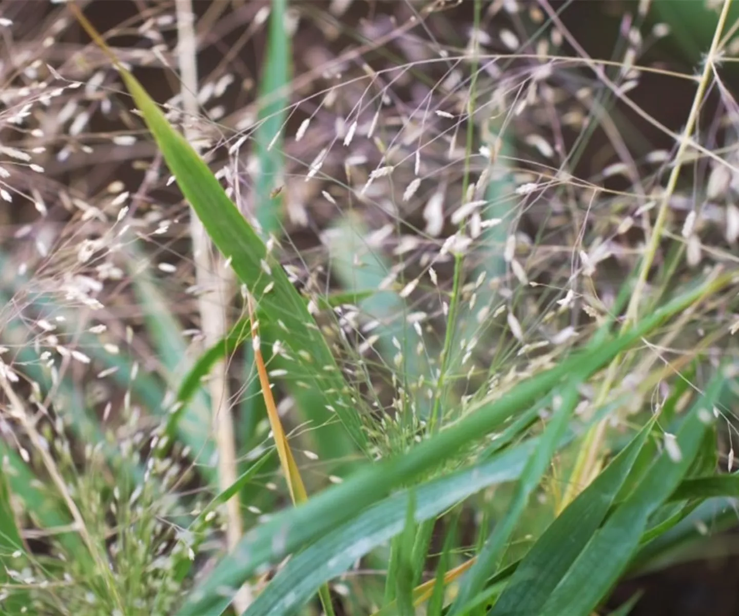 Liebesgras - Einpflanzen im Garten