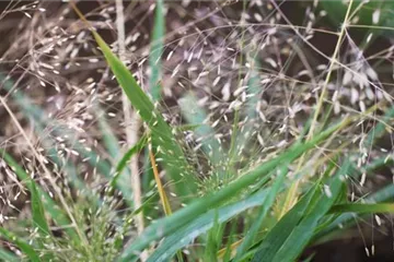 Liebesgras - Einpflanzen im Garten