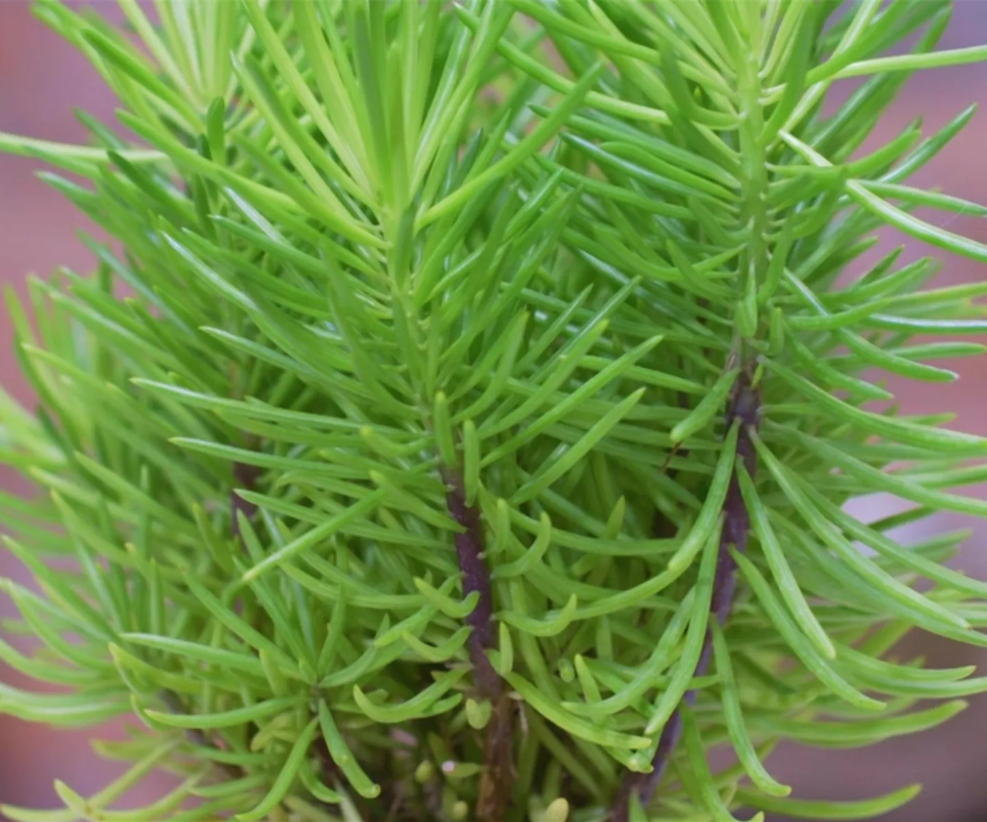 Senecio Himalaya - Umtopfen