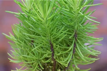 Senecio Himalaya - Umtopfen